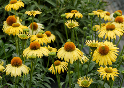 Еchinacea Leilani (1121)
